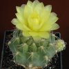 Gymnocalycium_andreae